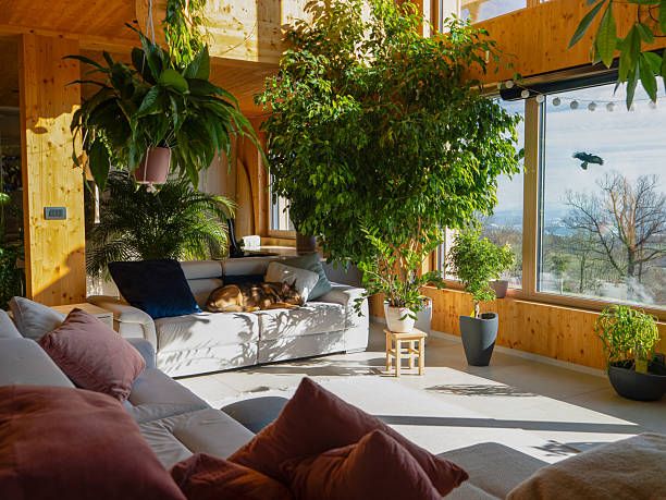 Cover image for article: Green Up Your Home:Top Indoor Plants for Kenyan Homes